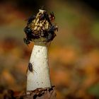 Die gemeine Stinkmorchel (Phallus impudicus)