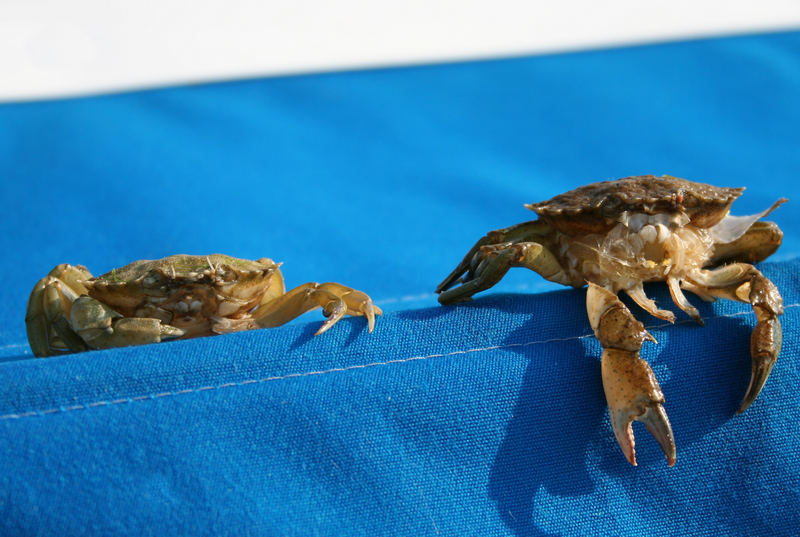 Die gemeine Strandkrabbe....