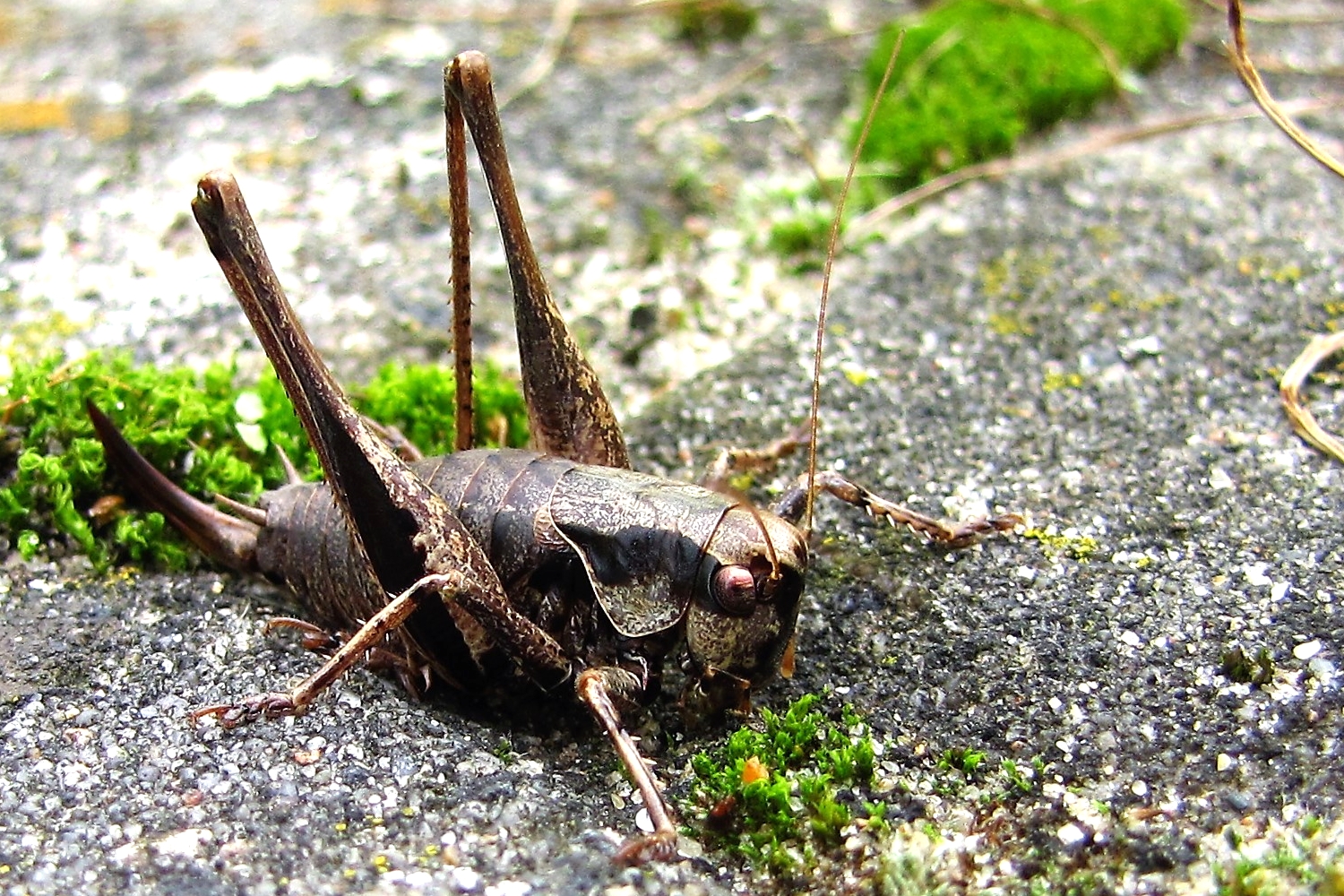 Die Gemeine Strauchschrecke kroch heute