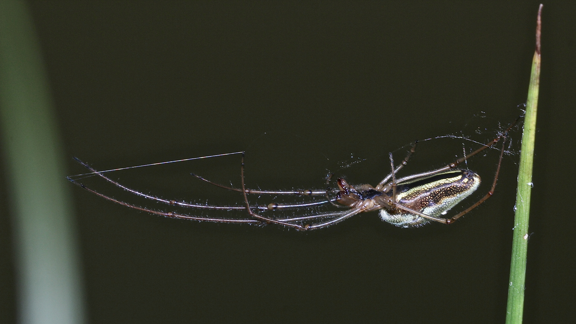 Die Gemeine Streckerspinne (Tetragnatha extensa) ...