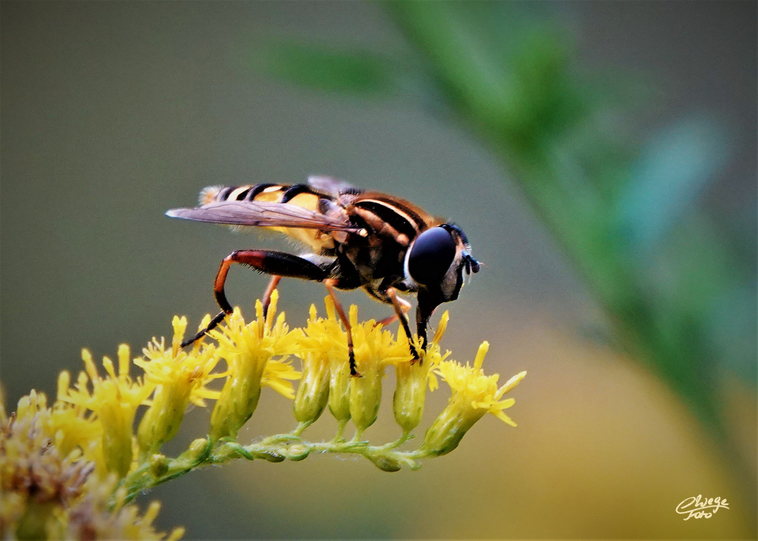 Die Gemeine Sumpfschwebfliege...