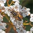 Die Gemeine Sumpfschwebfliege (Helophilus pendulus) . . .