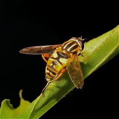 Die Gemeine Sumpfschwebfliege (Helophilus pendulus)