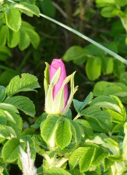 die "gemeine" Sylt-Rose