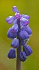 Die Gemeine Traubenhyazinthe (Muscari racemosum) . . .