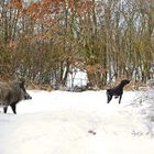 Die gemeine Vorsteh-Sau...