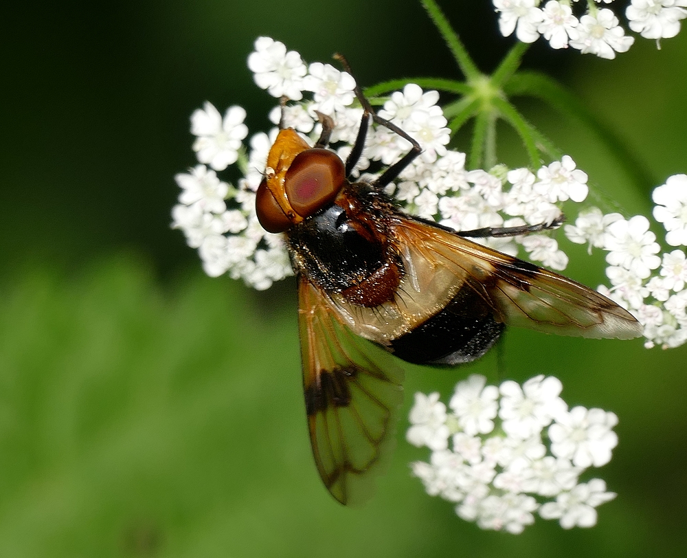 Die Gemeine Waldschwebfliege...