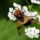 Die Gemeine Waldschwebfliege...