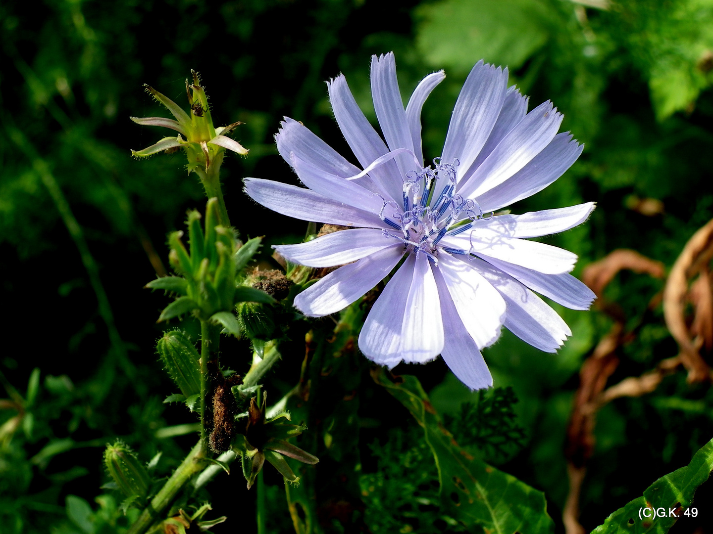 Die Gemeine Wegwarte - auch eine Lieblingsblume von mir . !