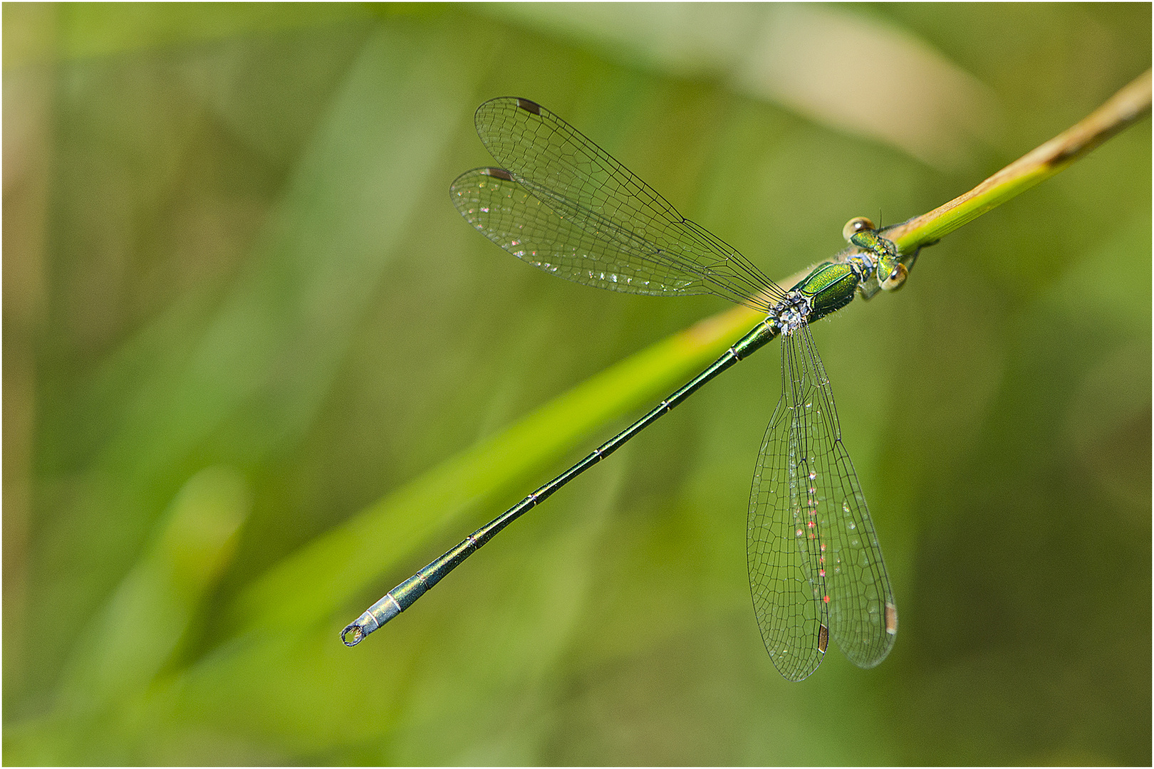 Die Gemeine Weidenjungfer (Chalcolestes viridis) . . .