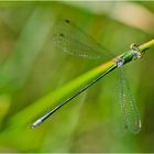 Die Gemeine Weidenjungfer (Chalcolestes viridis) . . .