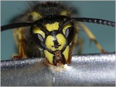 Die Gemeine Wespe am Honigtopf