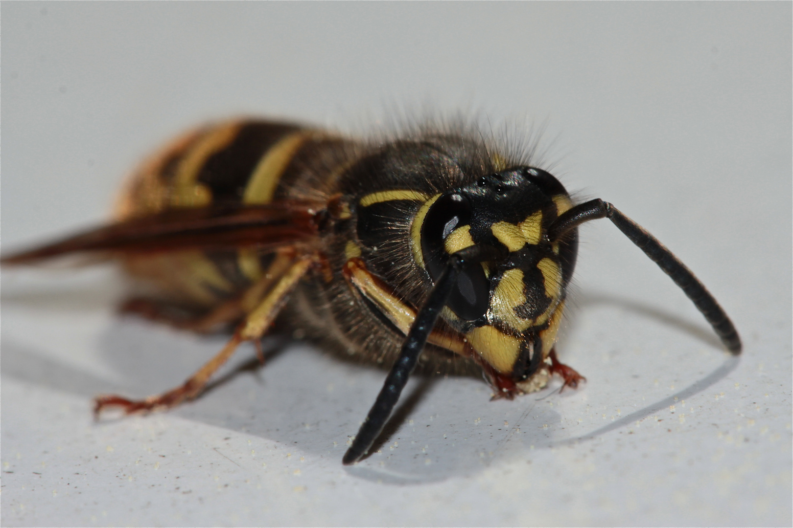 Die Gemeine Wespe - Vespula vulgaris