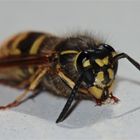 Die Gemeine Wespe - Vespula vulgaris