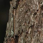 Die Gemeine Winterlibelle (Sympecma fusca)