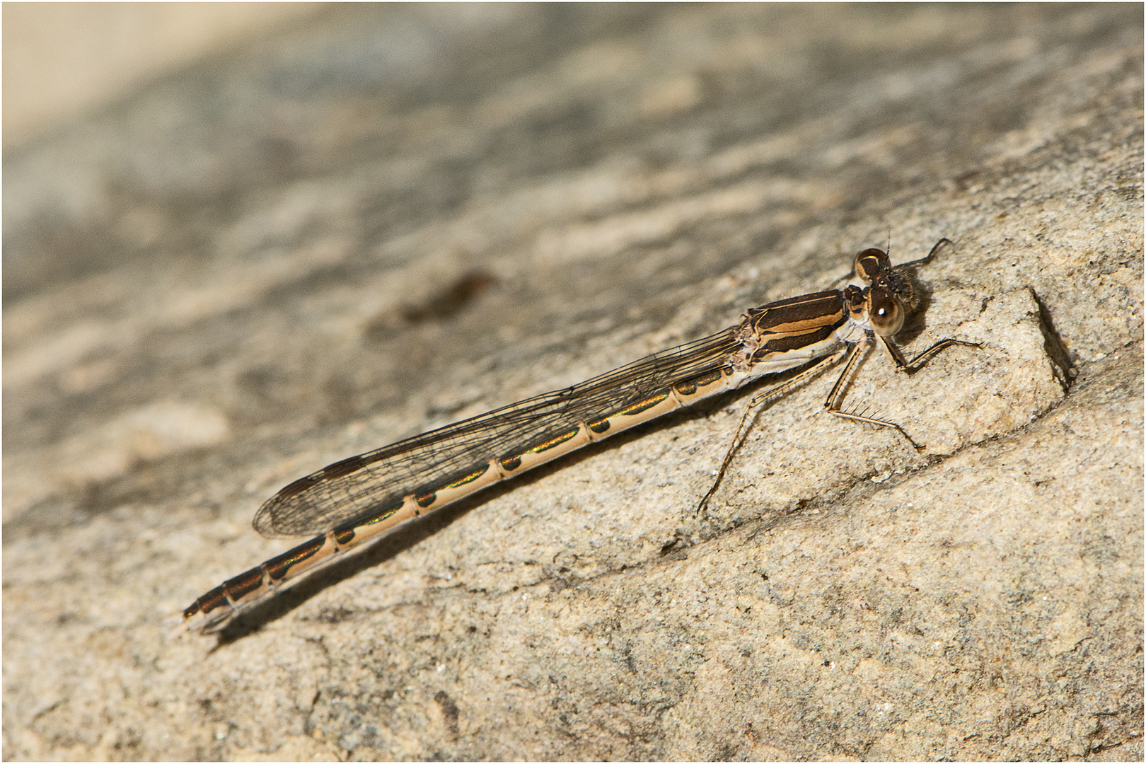 Die Gemeine Winterlibelle (Sympecma fusca) . . .