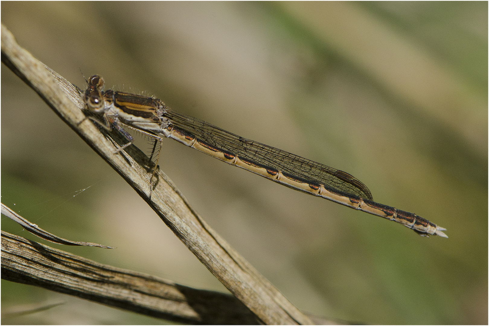 Die Gemeine Winterlibelle (Sympecma fusca) . . .