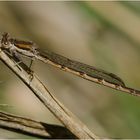 Die Gemeine Winterlibelle (Sympecma fusca) . . .