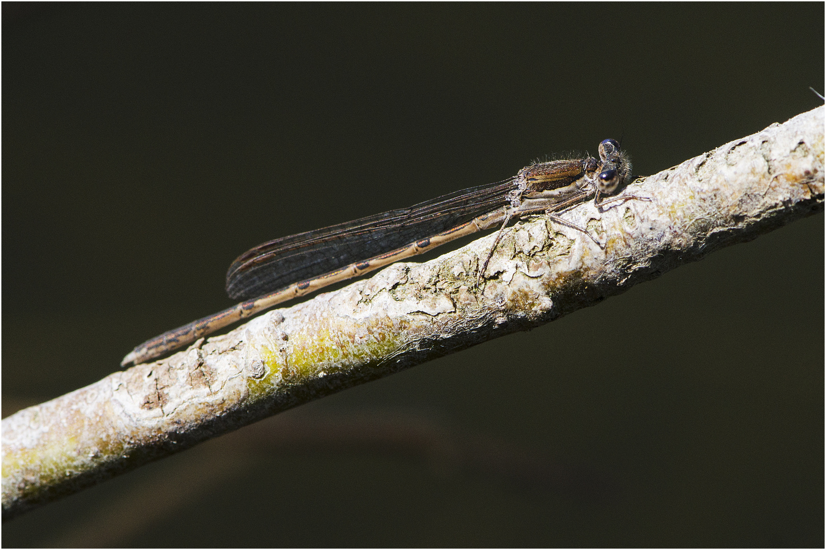 Die Gemeine Winterlibelle (Sympecma fusca) ist die erste Libelle 2019 . . .