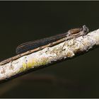 Die Gemeine Winterlibelle (Sympecma fusca) ist die erste Libelle 2019 . . .