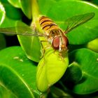 Die Gemeine Winterschwebfliege* (Episyrphus balteatus) zeige ich heute nochmal, . . .