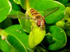 Die Gemeine Winterschwebfliege* (Episyrphus balteatus) zeige ich heute nochmal, . . .