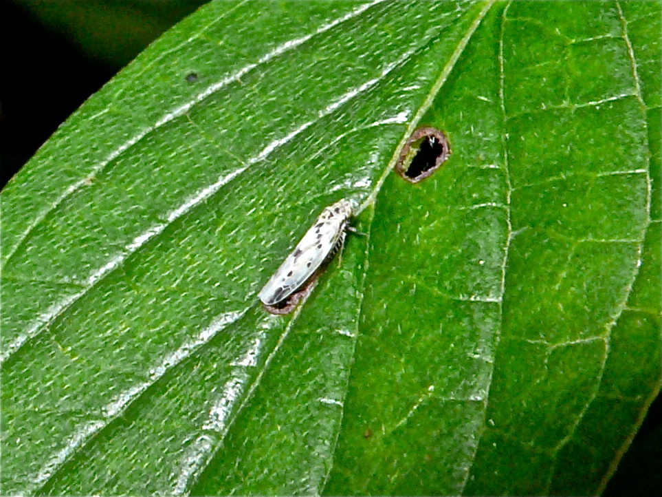 Die Gemeine Winterzirpe (Baclutha punctata), eine um 4 mm lange Zwergzikade.