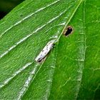 Die Gemeine Winterzirpe (Baclutha punctata), eine um 4 mm lange Zwergzikade.