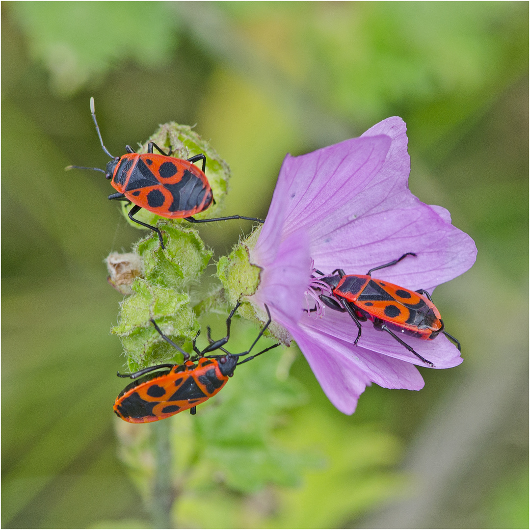 Die Gemeinen Feuerwanzen (Pyrrhocoris apterus) . . .