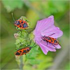 Die Gemeinen Feuerwanzen (Pyrrhocoris apterus) . . .