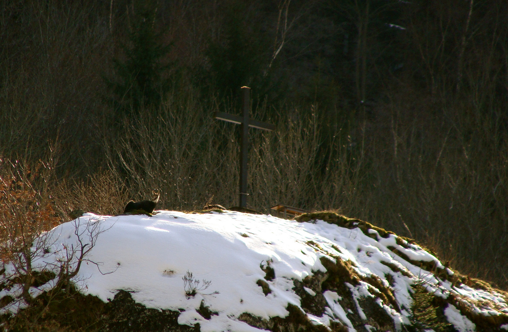 die Gemse beim Kreuz