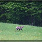 Die Gemsen im Nord-Jaura