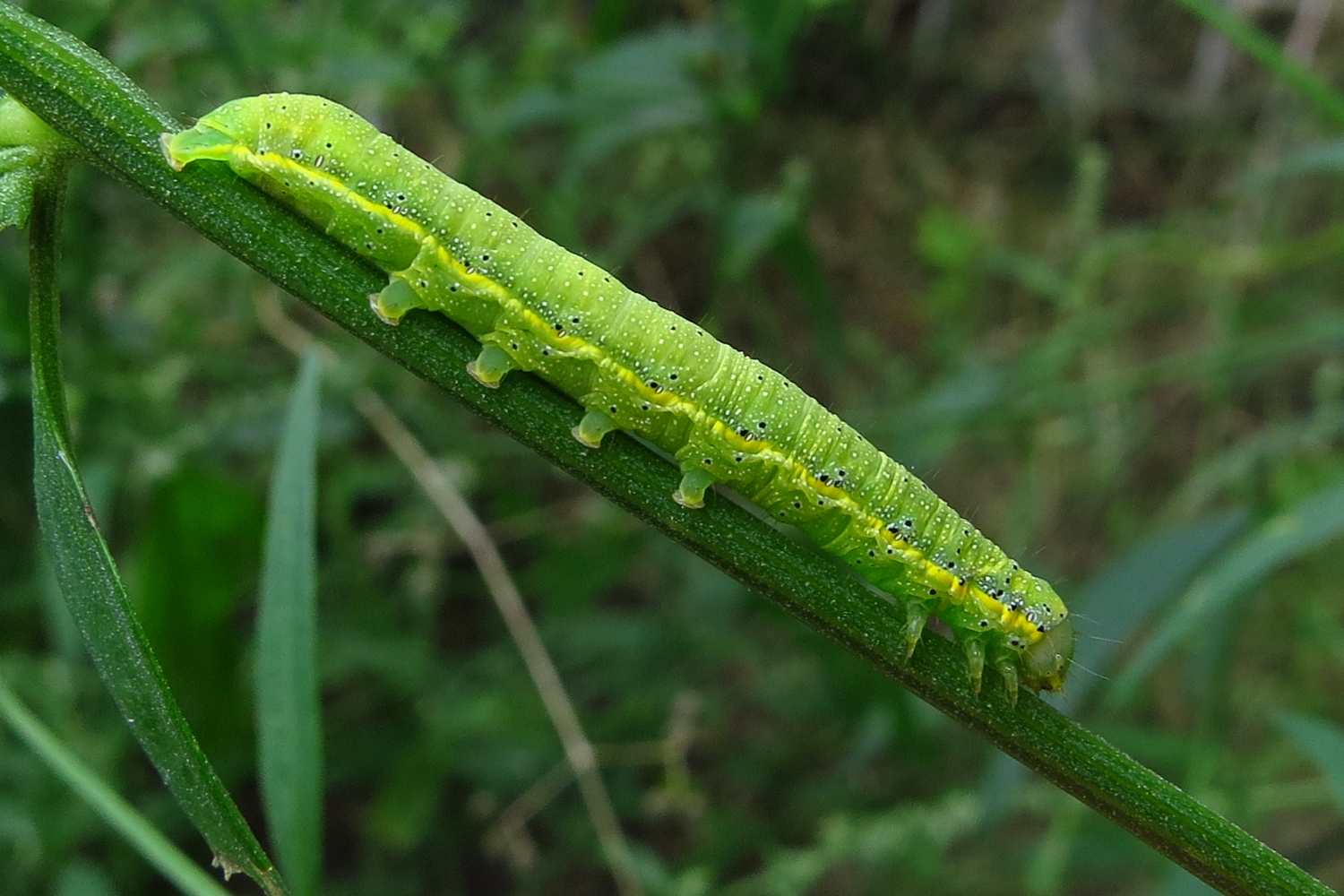 Die Gemüseeule frisst als Raupe