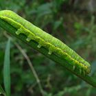 Die Gemüseeule frisst als Raupe