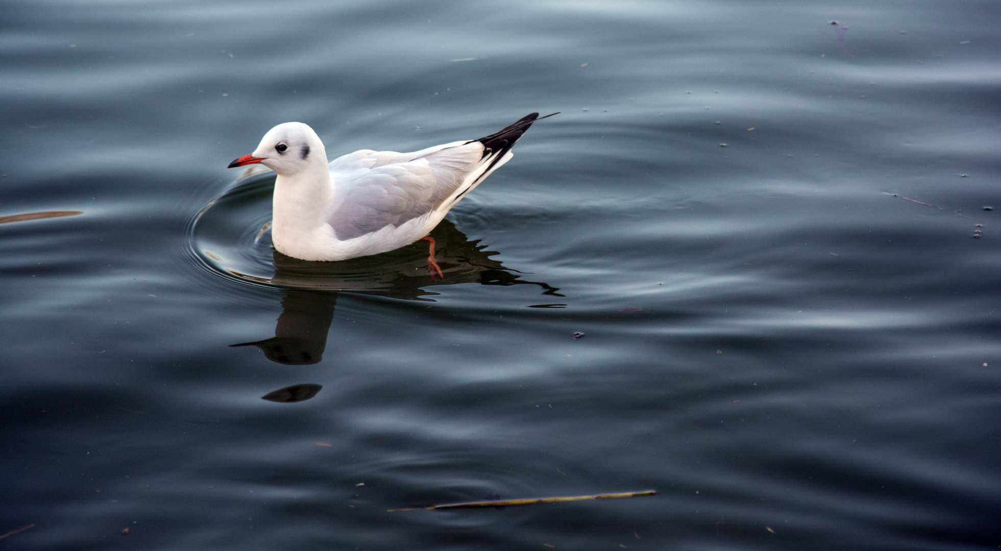 Die gemütliche Möwe