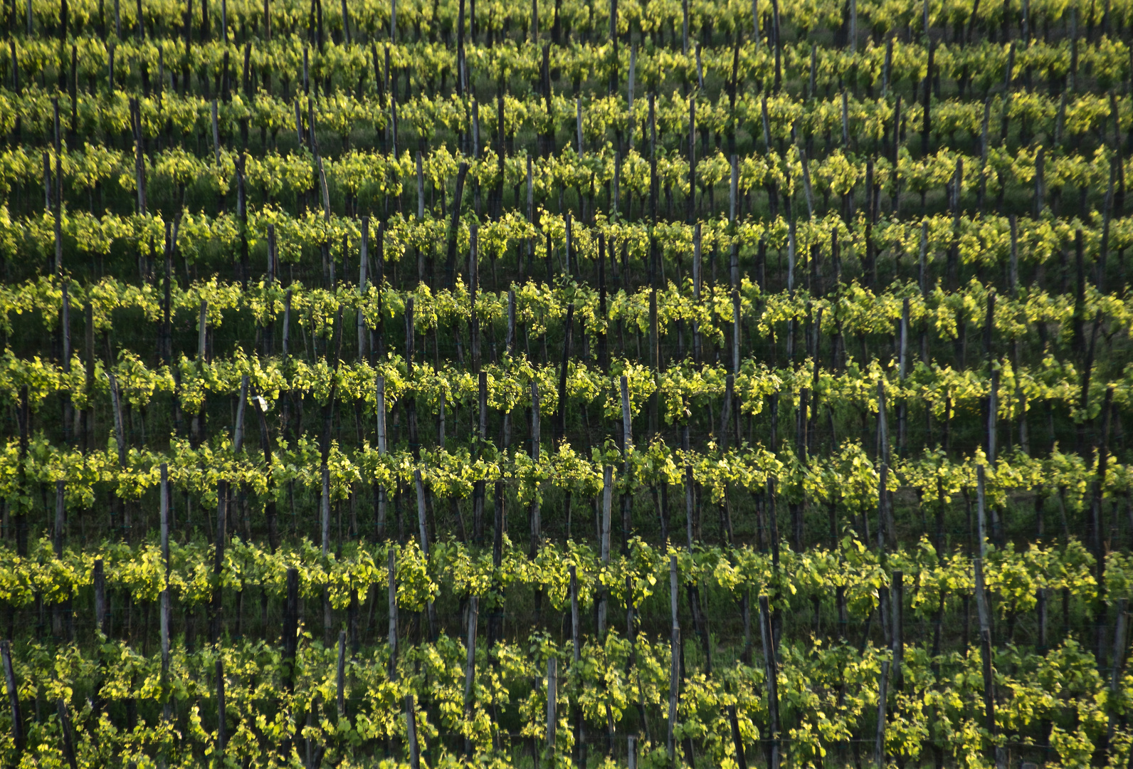 die geometrie der weinrebe teil 2