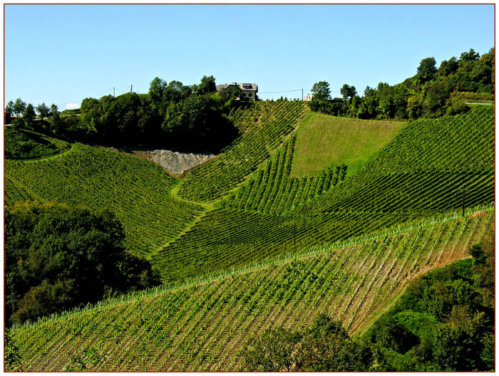 Die Geometrie des Weinbaus