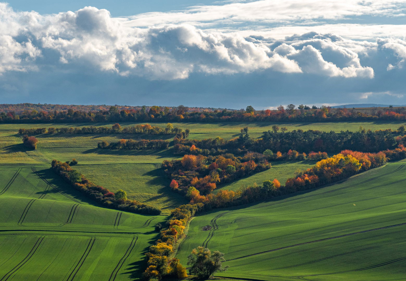 Die Geometrie einer Heckenlandschaft