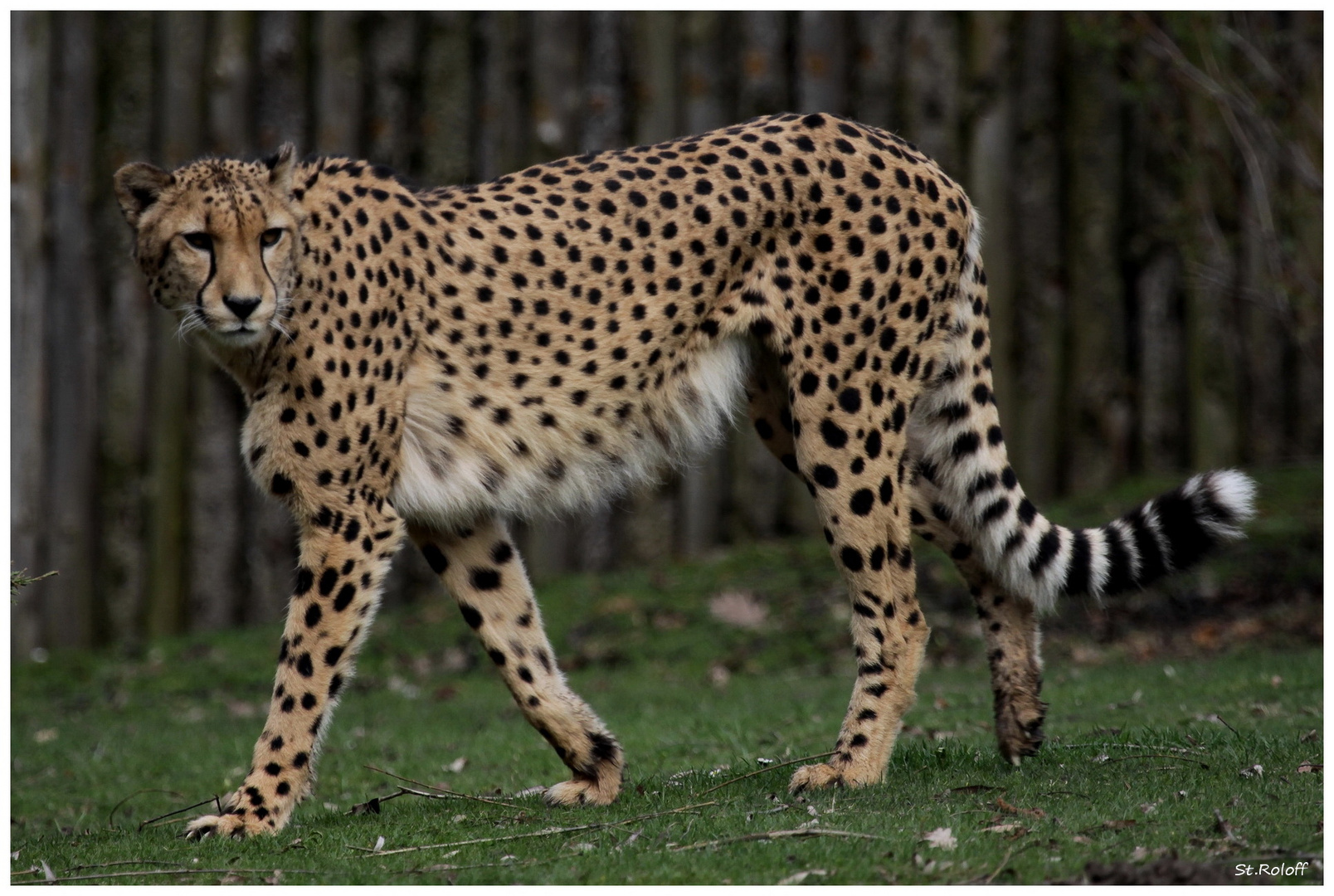 Die Geparden im Zoo Münster