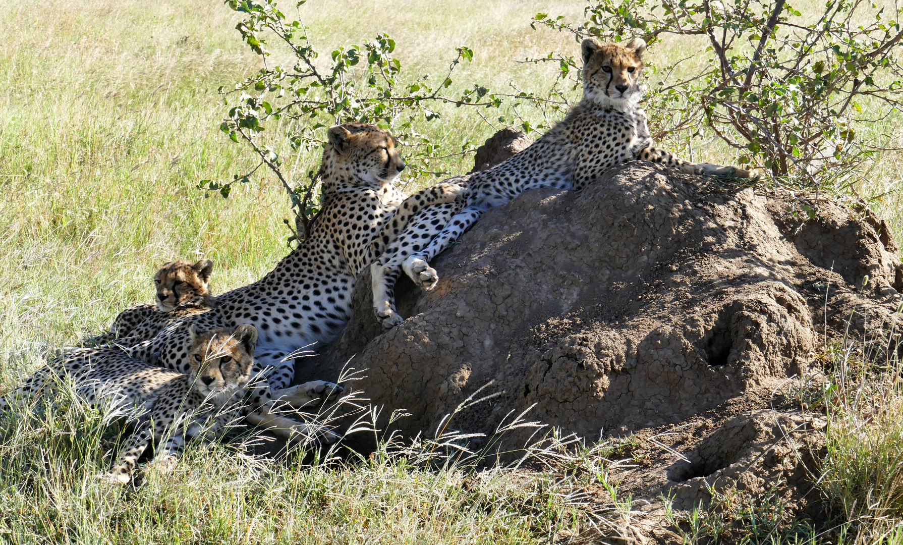 ...die Gepardenfamilie...