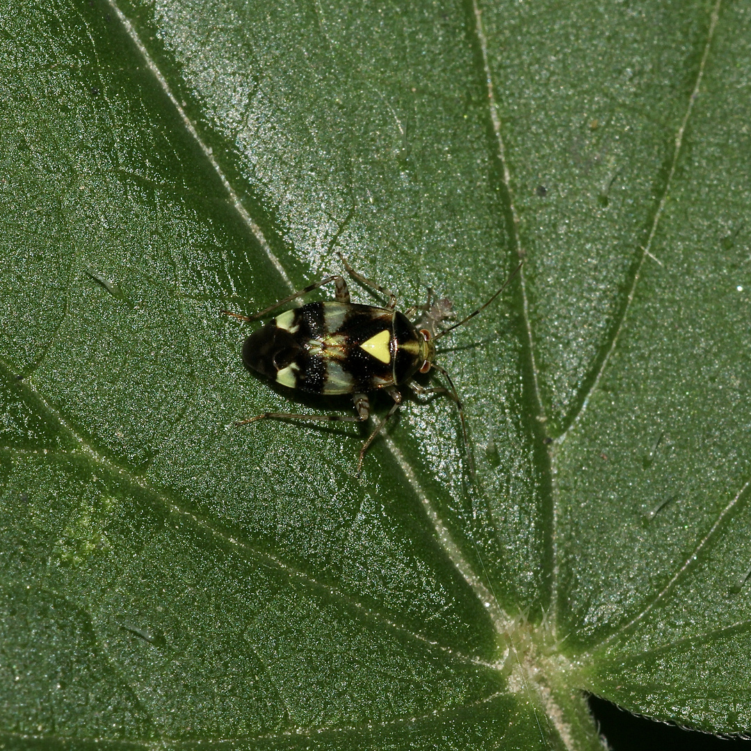 Die Gepunktete Nesselwanze (Liocoris tripustulatus) gehört zur Familie der Weichwanzen (Miridae)