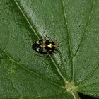 Die Gepunktete Nesselwanze (Liocoris tripustulatus) gehört zur Familie der Weichwanzen (Miridae)