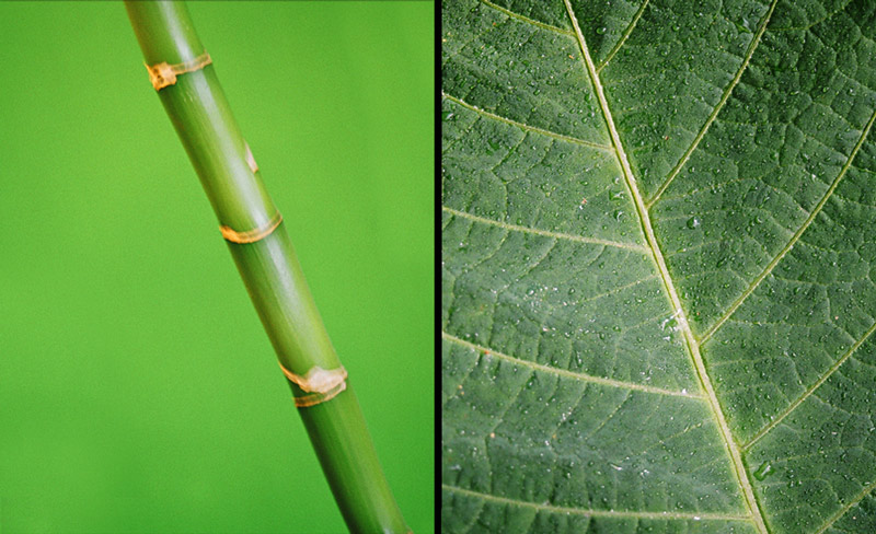 » … die Geradlinigkeit der Natur …«