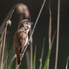 Die Geräusche bitte selber ergänzen!