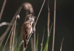 Die Geräusche bitte selber ergänzen!