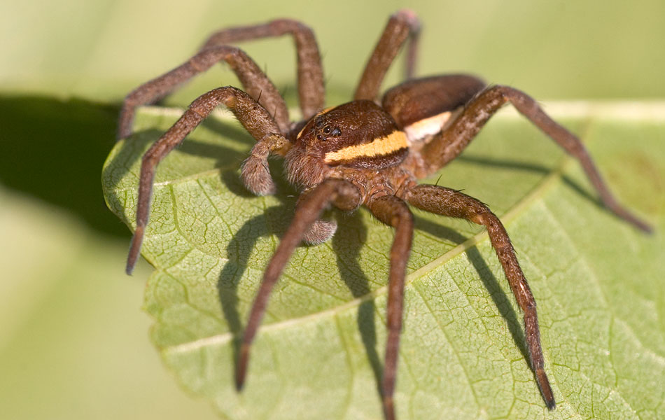 Die gerandete Jagdspinne