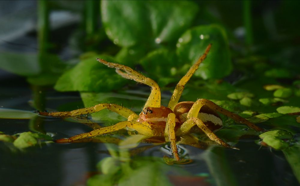 Die Gerandete Jagdspinne...