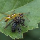 Die gerandete Jagdspinne hat zugeschlagen