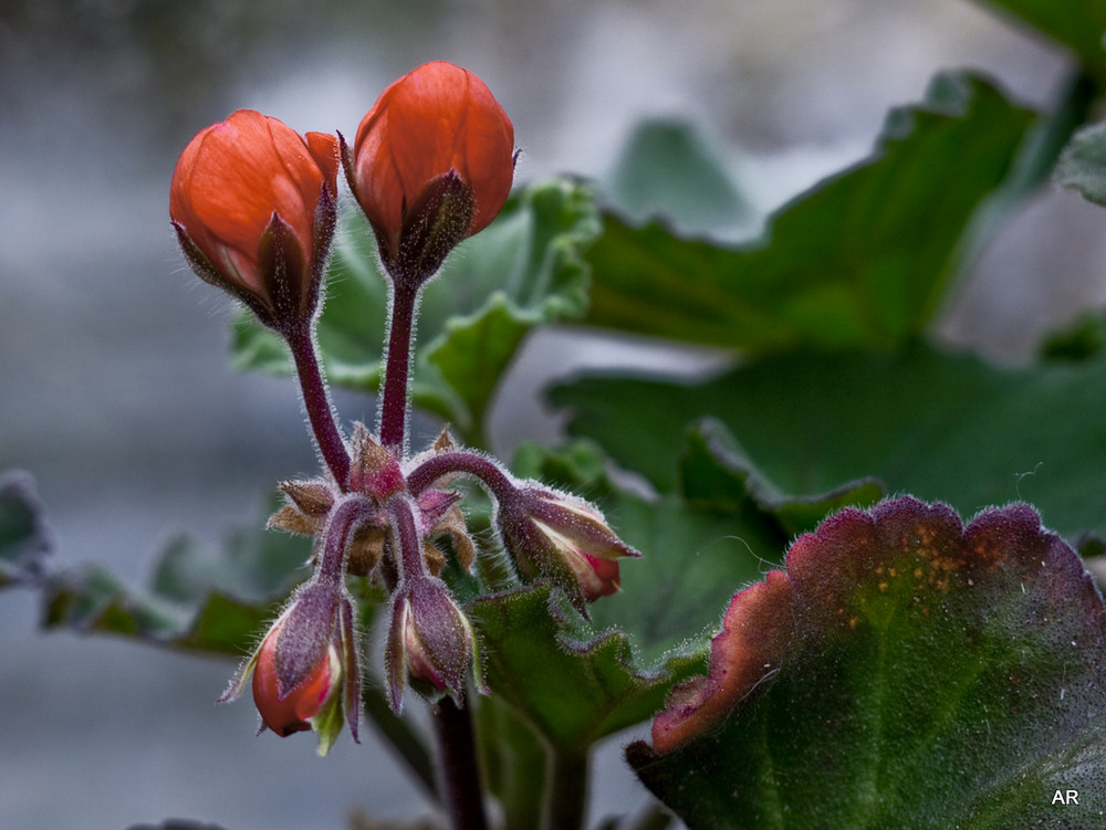 Die Geranien spüren den Frühling