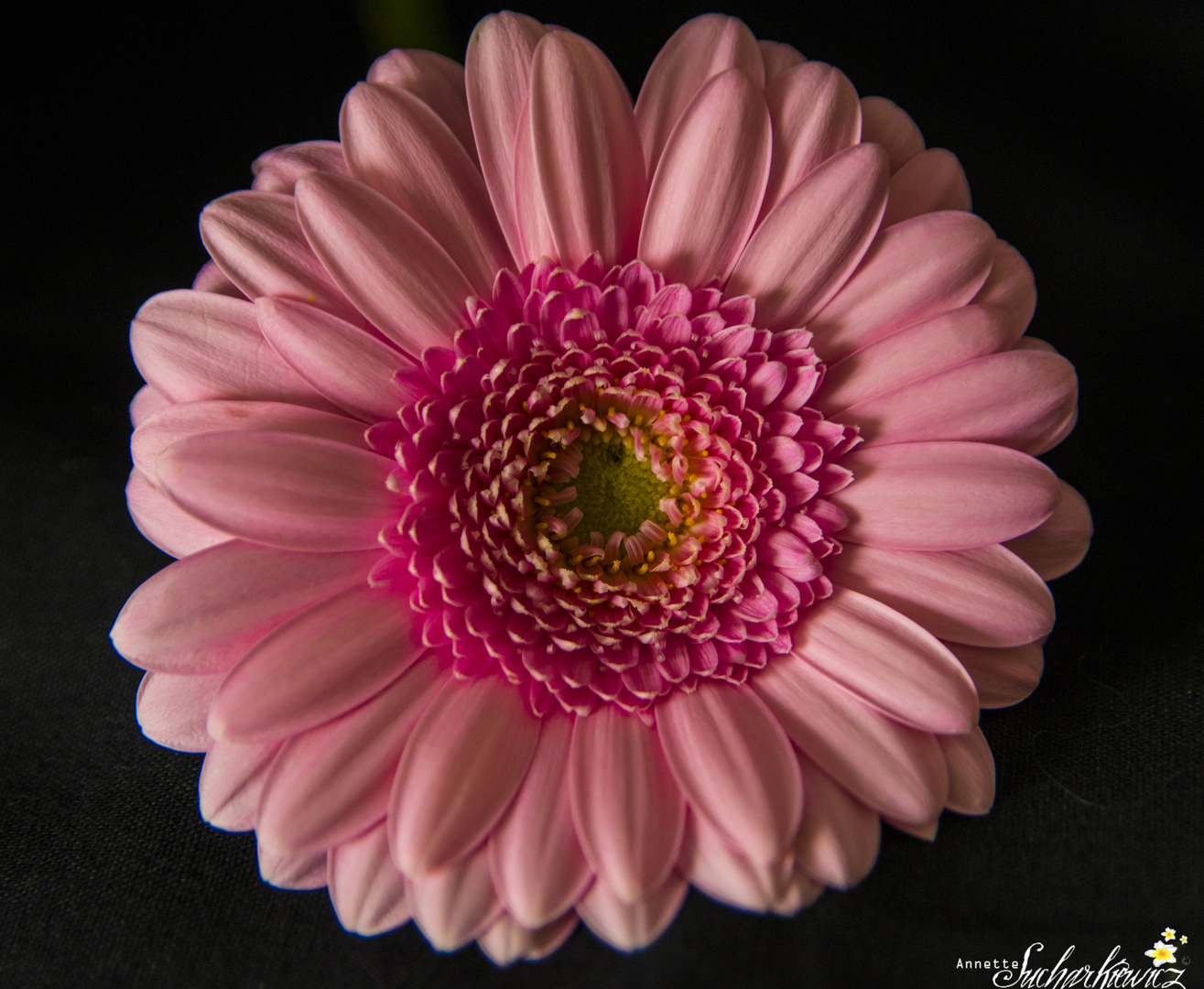 Die Gerbera